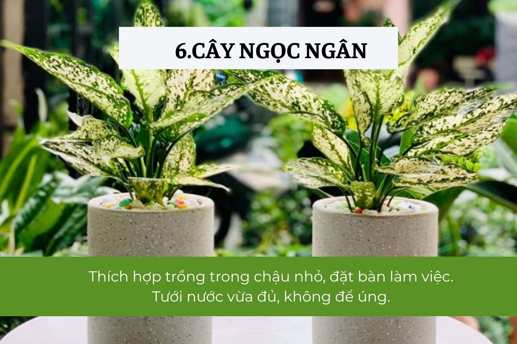  Cây Ngọc Ngân – Năng lượng tích cực nơi làm việc