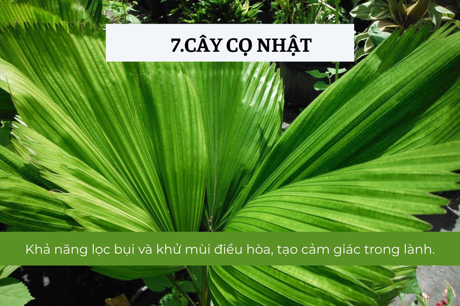 Cây Cọ Nhật – Lọc không khí, tạo không gian xanh mát