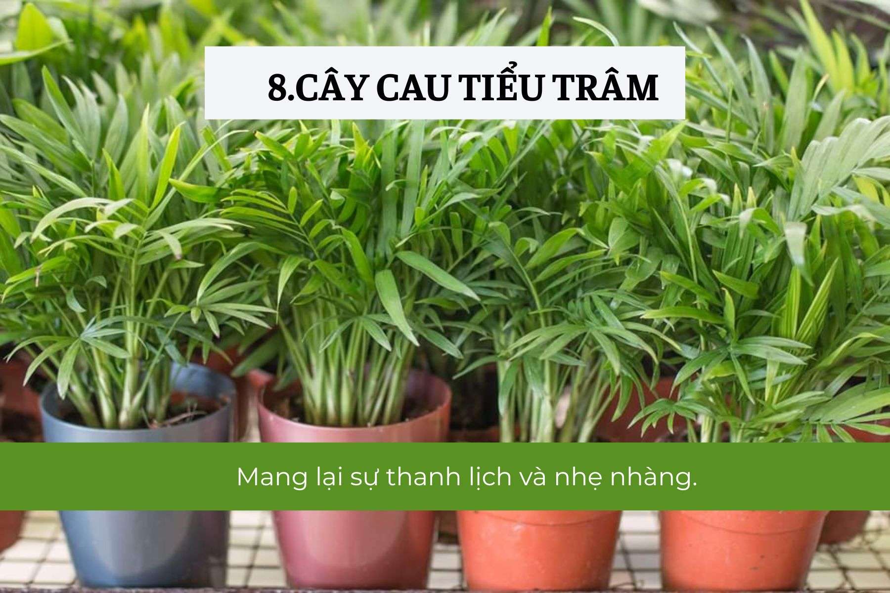 Cây Cau Tiểu Trâm – Sang trọng và dễ chăm sóc