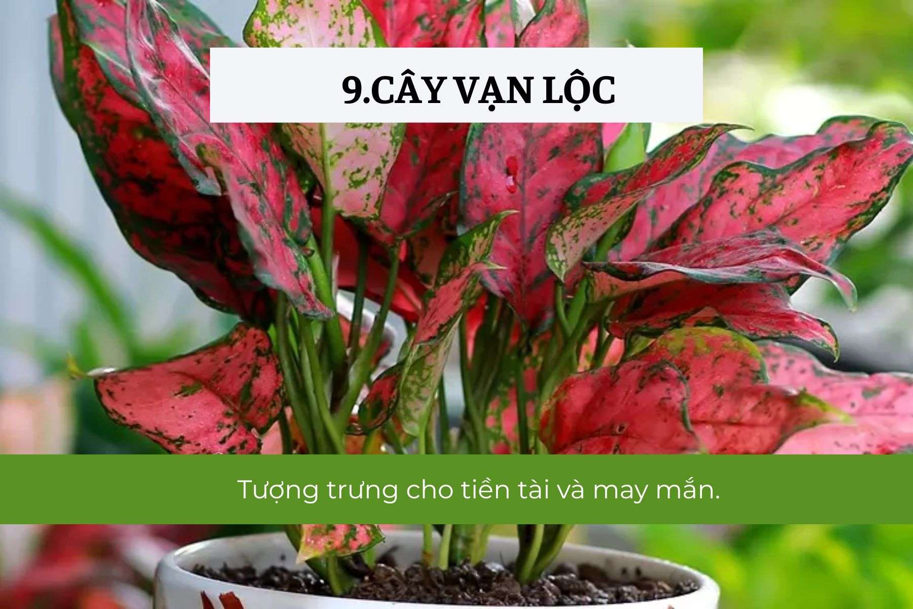Cây Vạn Lộc – Mang lại vượng khí và may mắn
