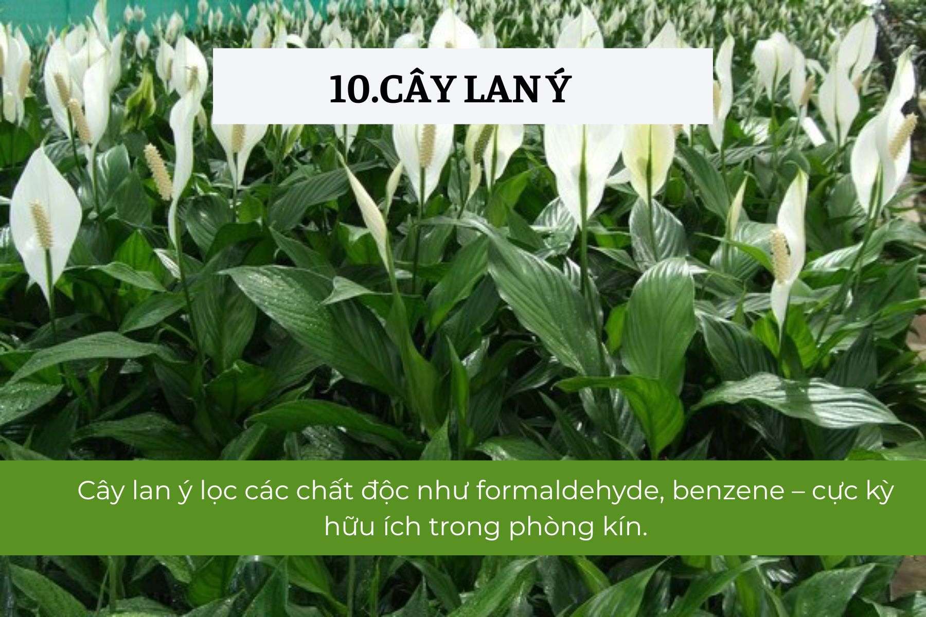 Cây Lan Ý – Thanh lọc không khí, cân bằng năng lượng