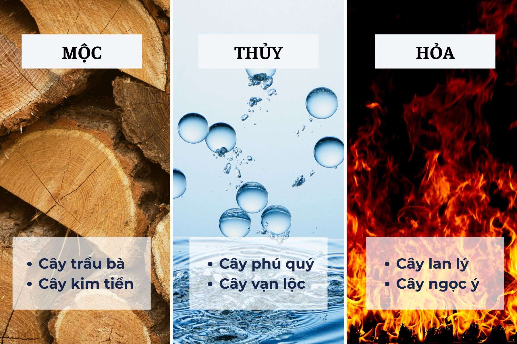 Vị trí đặt cây hợp mệnh và phong thủy doanh nghiệp