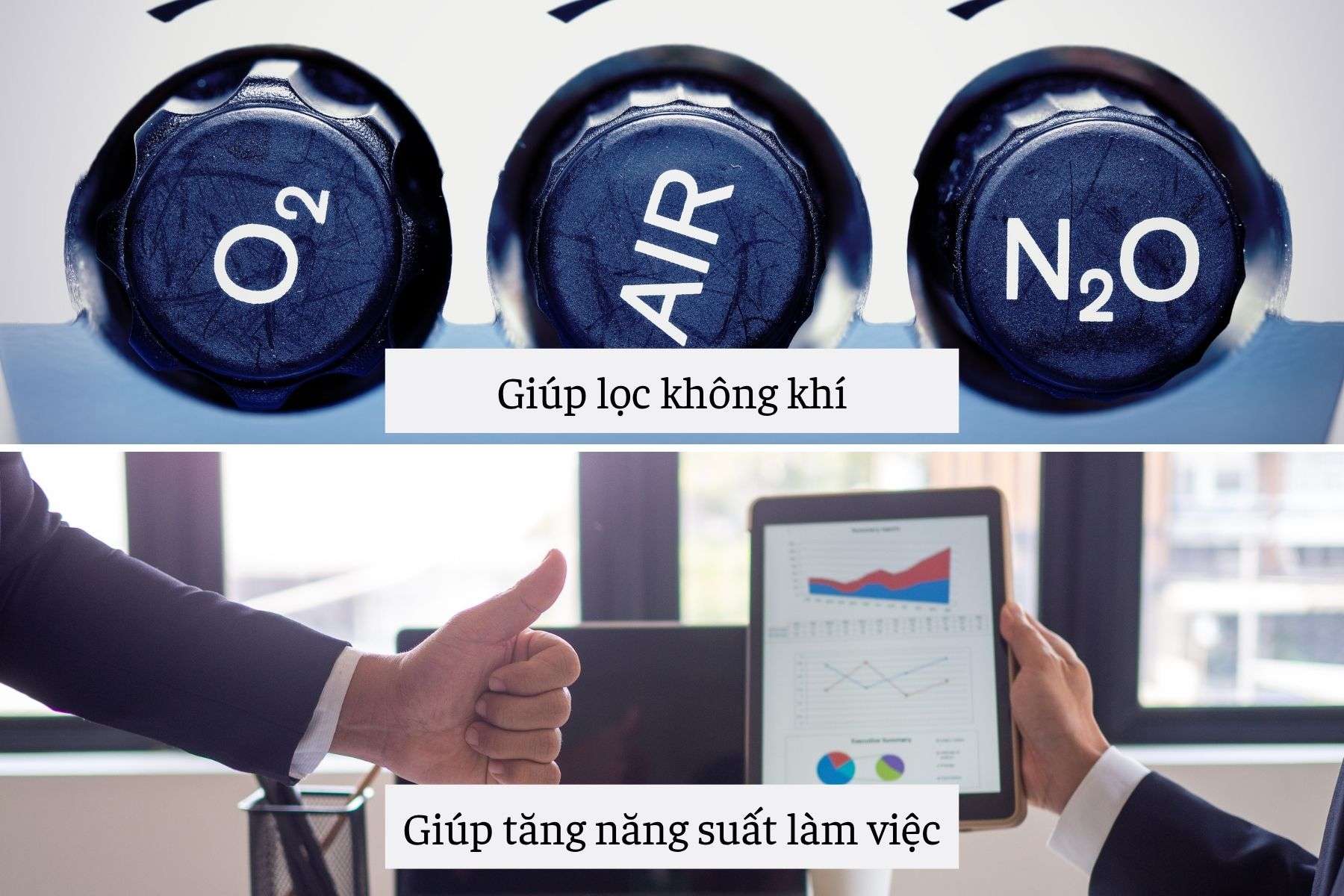 Lợi ích của cây xanh văn phòng đối với sức khỏe và năng suất làm việc
