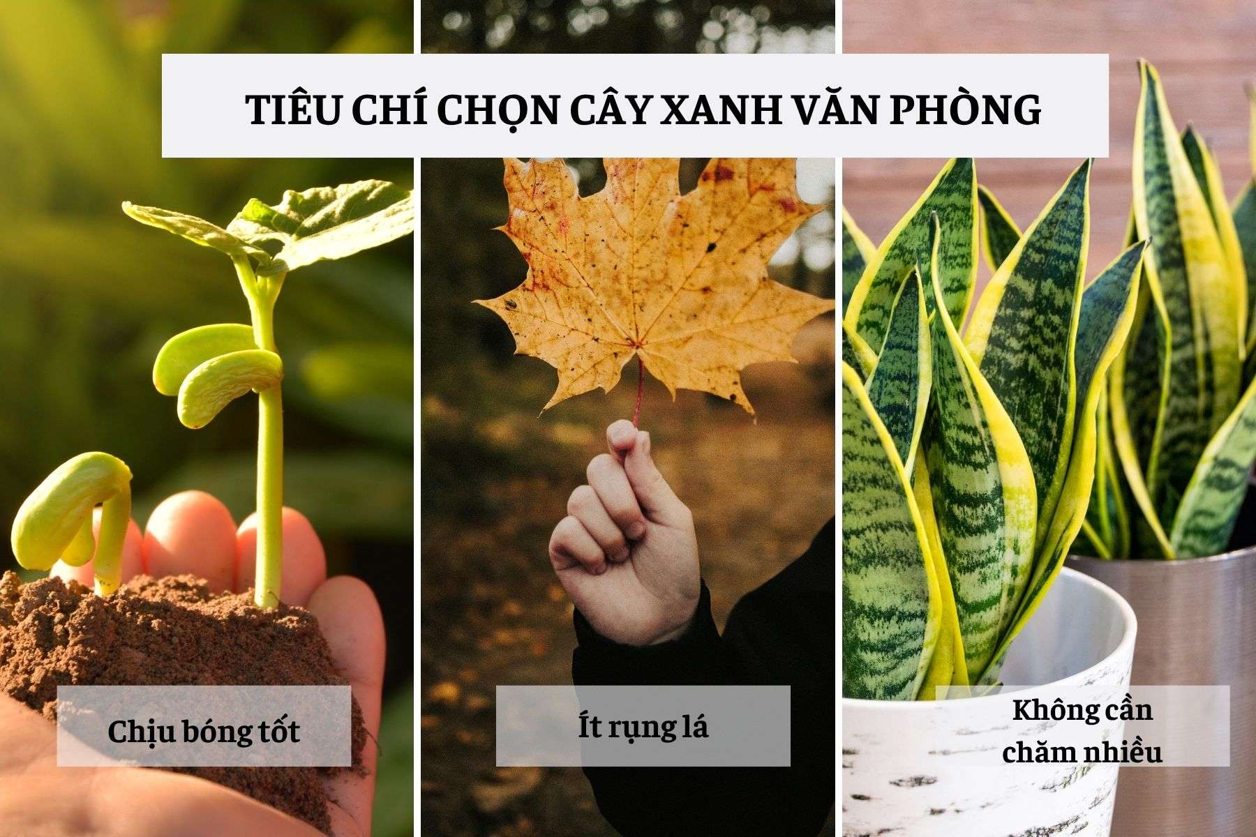 Tiêu chí chọn cây xanh văn phòng