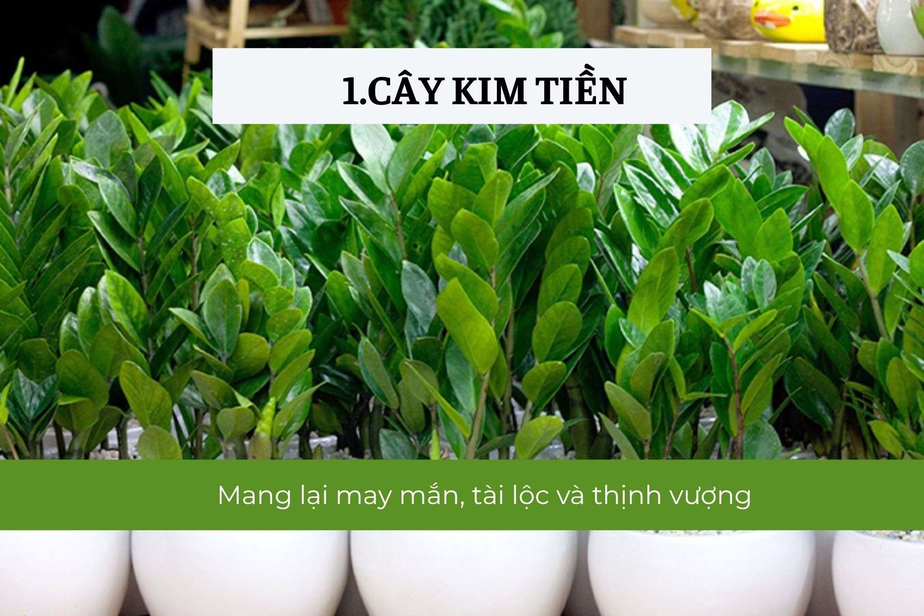 Cây Kim Tiền – Biểu tượng tài lộc và thịnh vượng