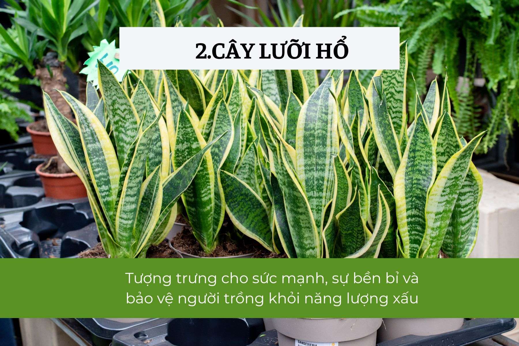 Cây Lưỡi Hổ – Thanh lọc không khí, bảo vệ sức khỏe
