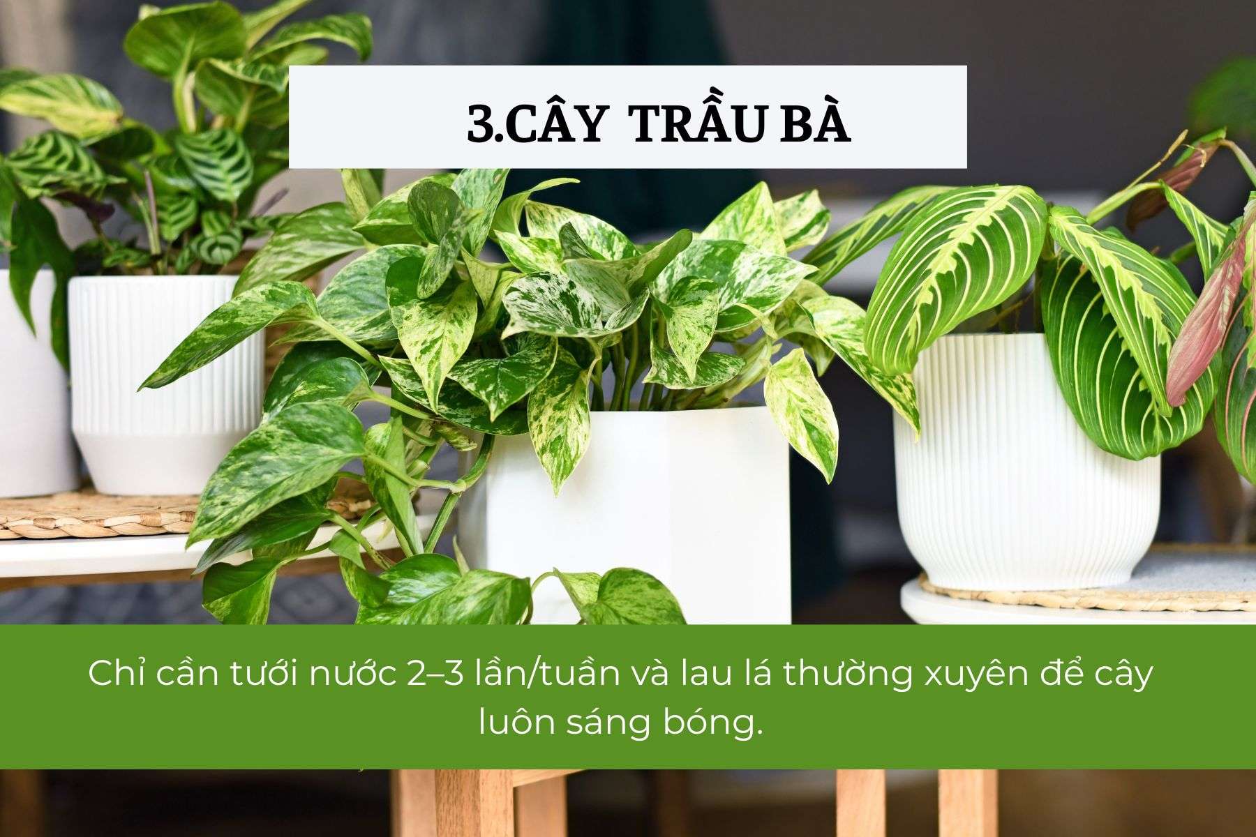 Cây Trầu Bà – Mang lại năng lượng tích cực cho không gian làm việc