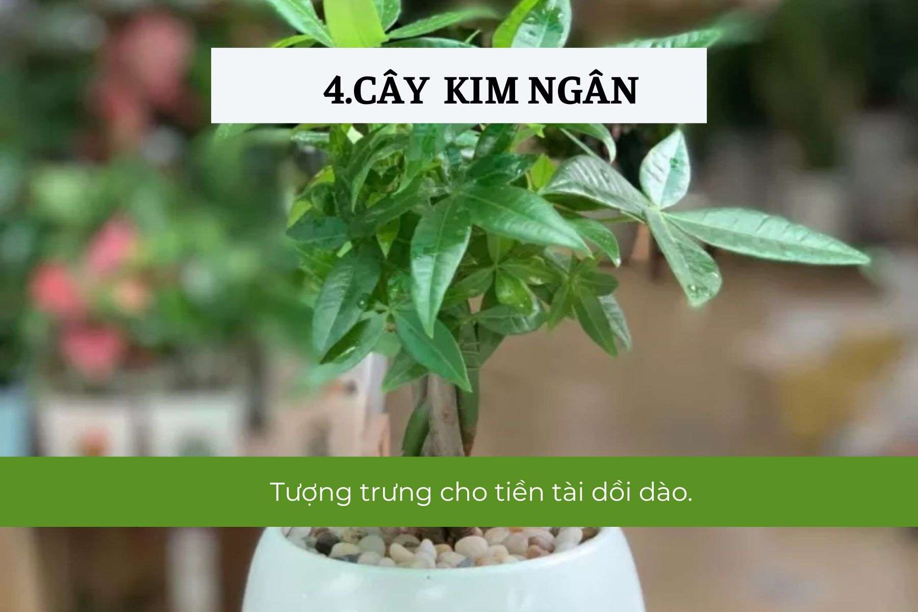 Cây Kim Ngân – Hút tài lộc, thịnh vượng