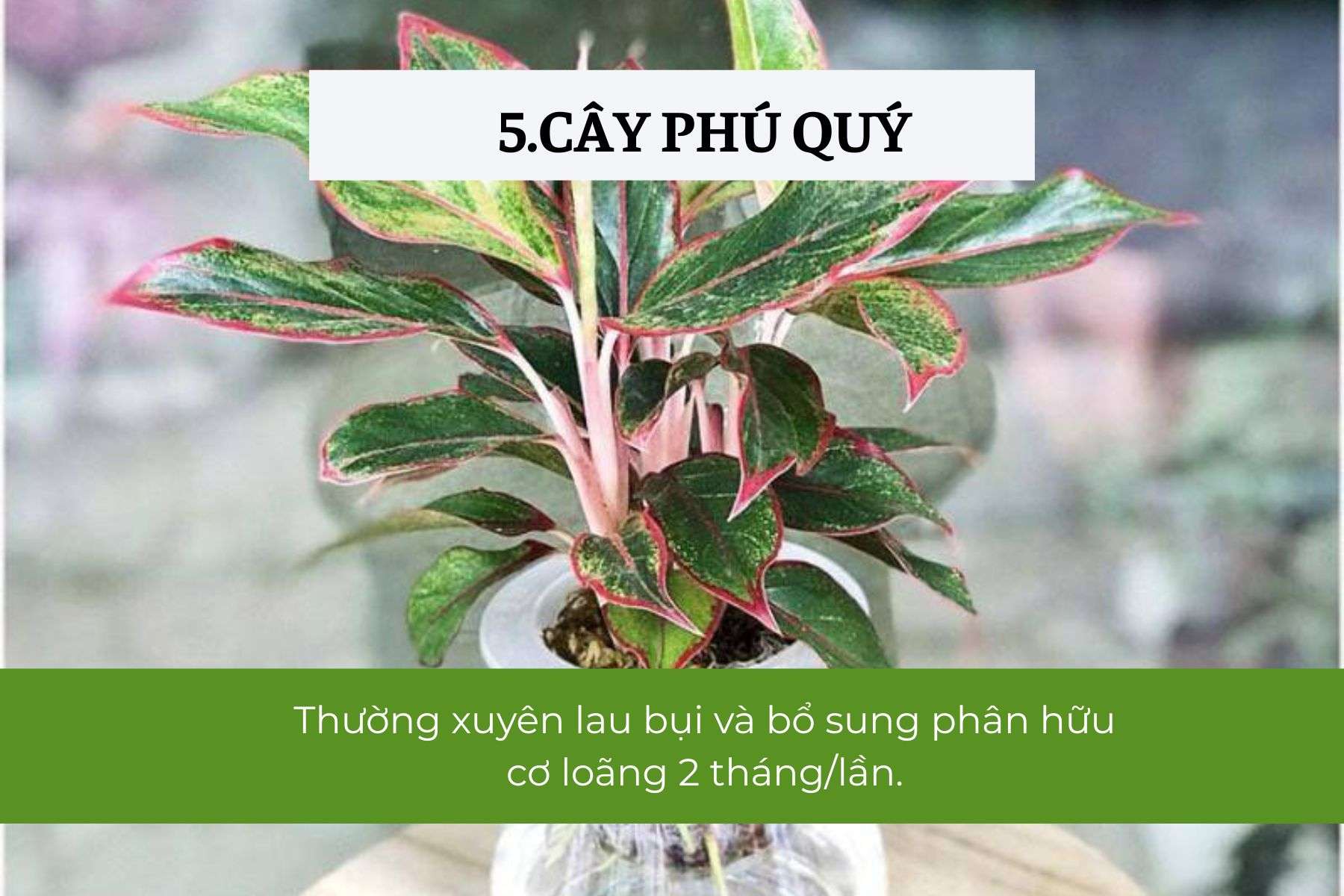 Cây Phú Quý – May mắn và hạnh phúc